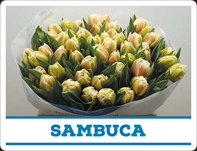 Tulipa Sambuca