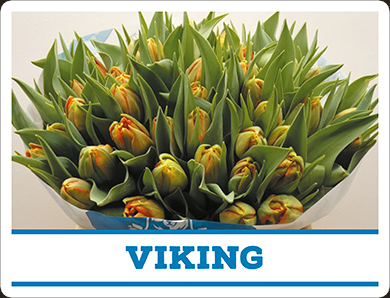 Tulipa Viking